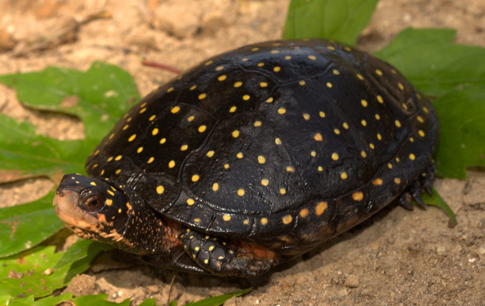 Caparazón de la tortuga moteada