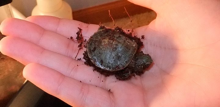 Cuidados del caparazón de las tortugas acuáticas
