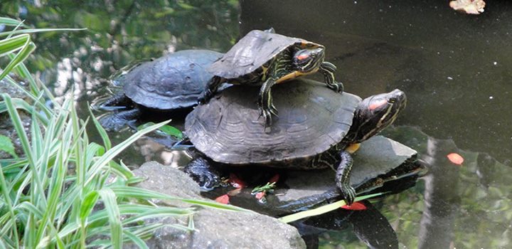 Reproducción de las tortugas