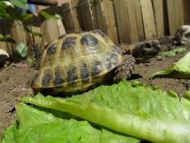 Alimentación de las tortugas rusas