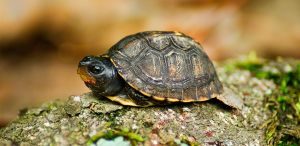 Cuidados de las tortugas pequeñas