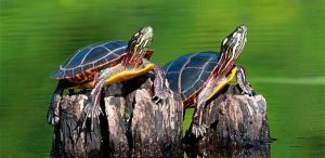 Dimorfismo sexual de las tortugas