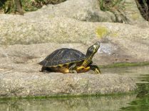 Especie de tortuga Trachemys scripta scripta