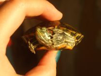 Pequeña tortuga japonesa