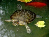 Tortuga japonesa doméstica