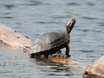 Tortuga japonesa salvaje