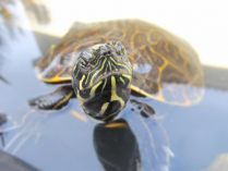 Tortuga jeroglífica en el agua