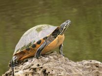 Tortuga jeroglífico salvaje