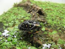 Tortuga moteada en acuario