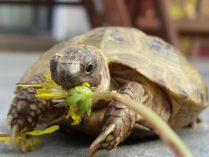 Tortuga rusa comiendo