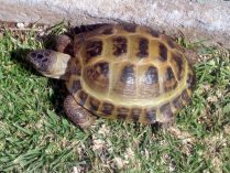 Tortuga rusa doméstica