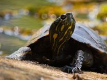 Tortuga tigre de río en su hábitat