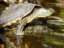 Tortuga tigre de río salvaje