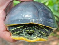 Tortuga Trachemys scripta scripta