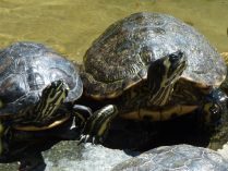 Tortugas de orejas amarillas salvajes