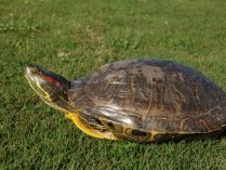 Tortugas de orejas rojas