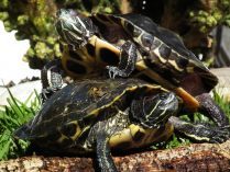 Tortugas jeroglíficos