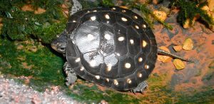 Tortugas moteadas