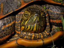 Trachemys dorbigni